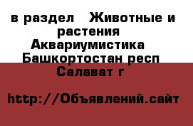  в раздел : Животные и растения » Аквариумистика . Башкортостан респ.,Салават г.